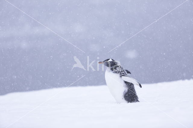 Ezelspinguin (Pygoscelis  papua)