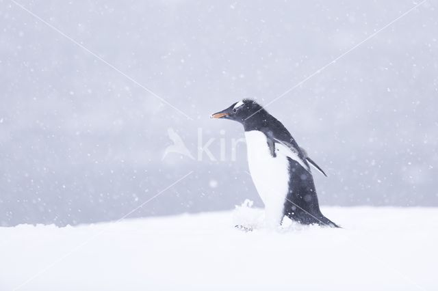 Ezelspinguin (Pygoscelis  papua)