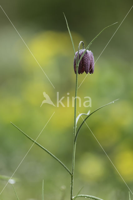 Kievitsbloem (Fritillaria spec)