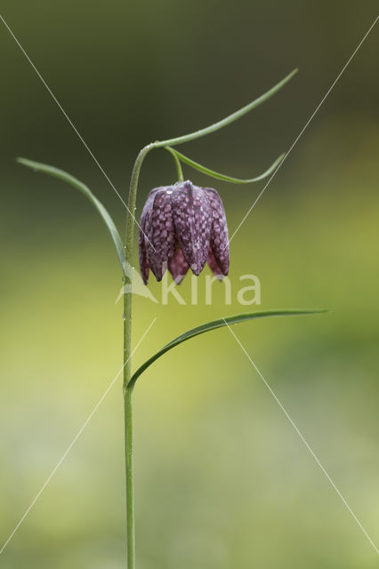 Fritillary (Fritillaria spec)