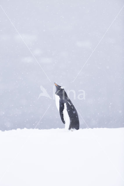 Gentoo penguin (Pygoscelis  papua)