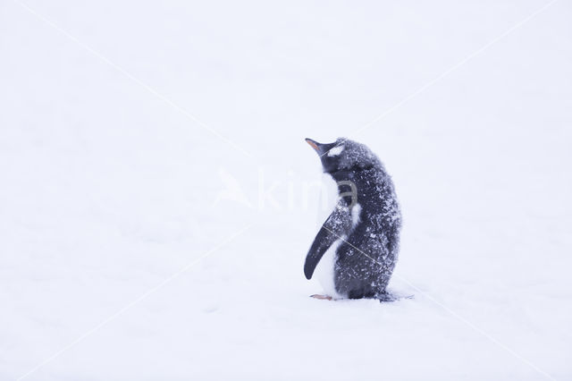 Ezelspinguin (Pygoscelis  papua)