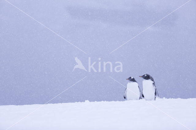 Ezelspinguin (Pygoscelis  papua)