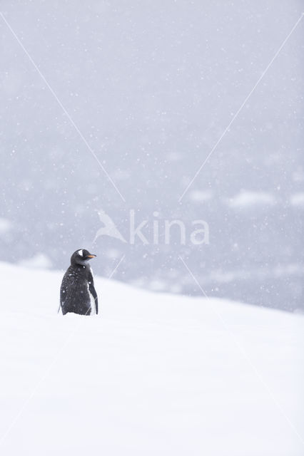 Ezelspinguin (Pygoscelis  papua)