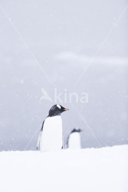 Ezelspinguin (Pygoscelis  papua)