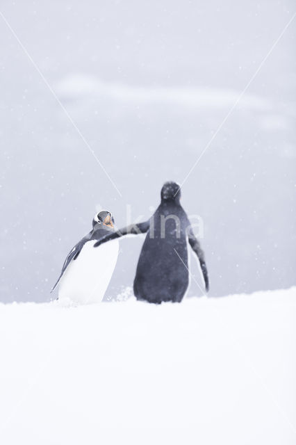 Gentoo penguin (Pygoscelis  papua)