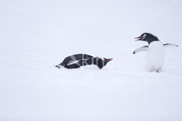 Ezelspinguin (Pygoscelis  papua)