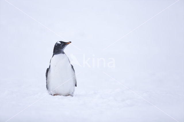 Gentoo penguin (Pygoscelis  papua)