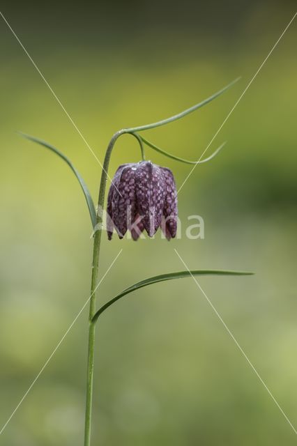 Fritillary (Fritillaria spec)