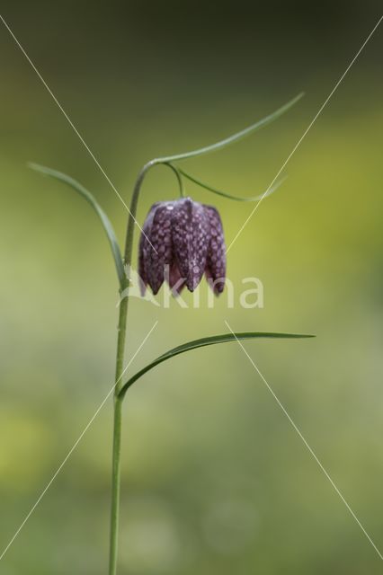 Kievitsbloem (Fritillaria spec)