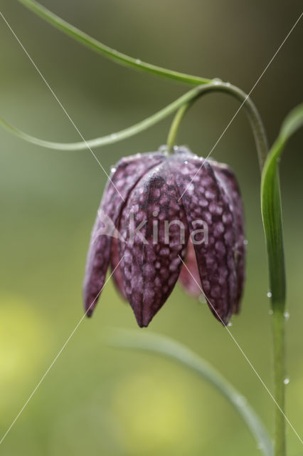 Kievitsbloem (Fritillaria spec)