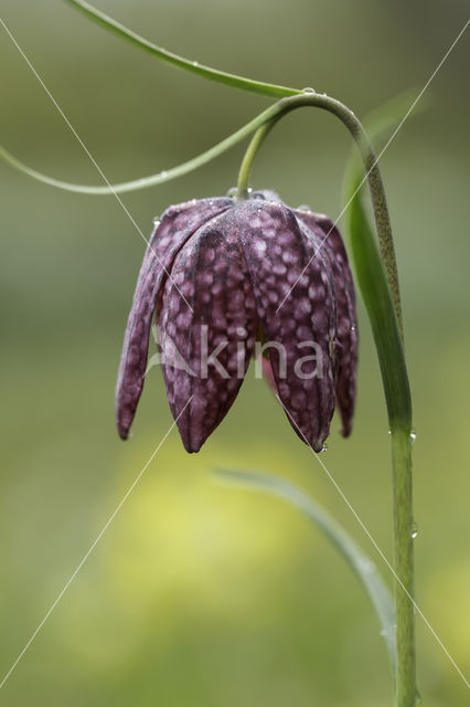 Fritillary (Fritillaria spec)