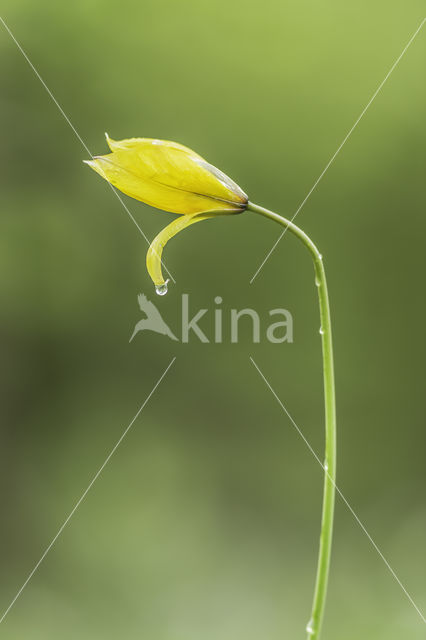 Bostulp (Tulipa sylvestris)