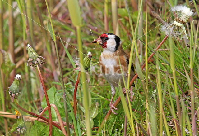 European Goldfinch (Carduelis carduelis)