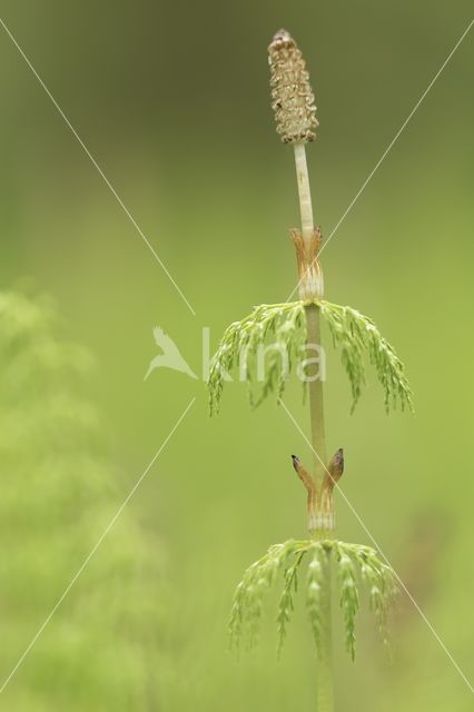 Bospaardenstaart (Equisetum sylvaticum)