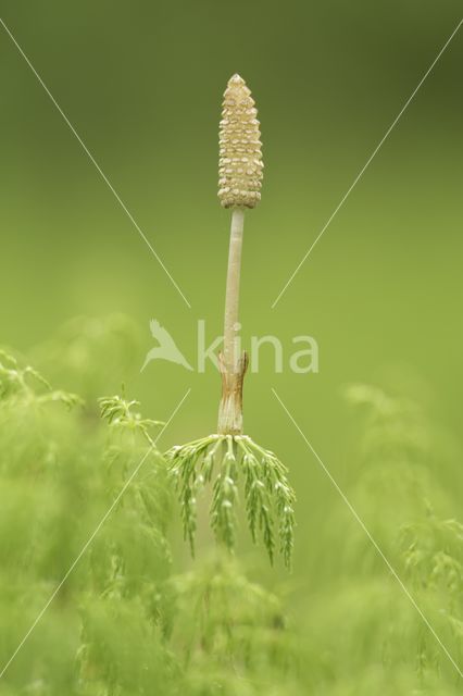 Bospaardenstaart (Equisetum sylvaticum)