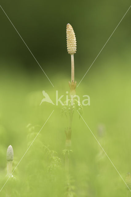 Wood Horsetail (Equisetum sylvaticum)