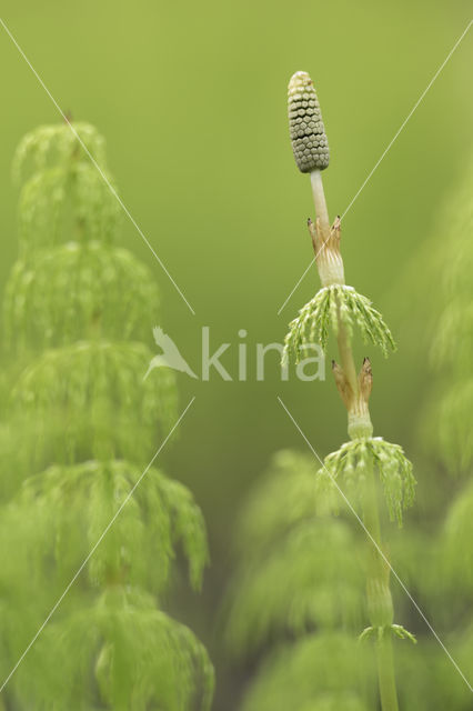 Bospaardenstaart (Equisetum sylvaticum)