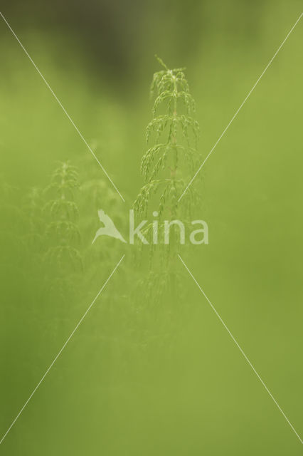 Wood Horsetail (Equisetum sylvaticum)