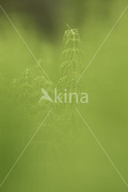 Bospaardenstaart (Equisetum sylvaticum)