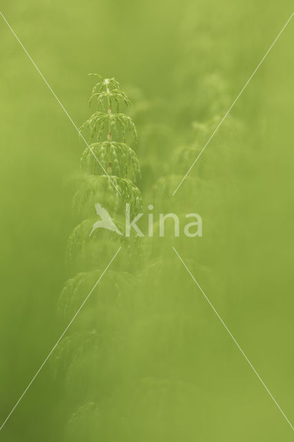 Wood Horsetail (Equisetum sylvaticum)