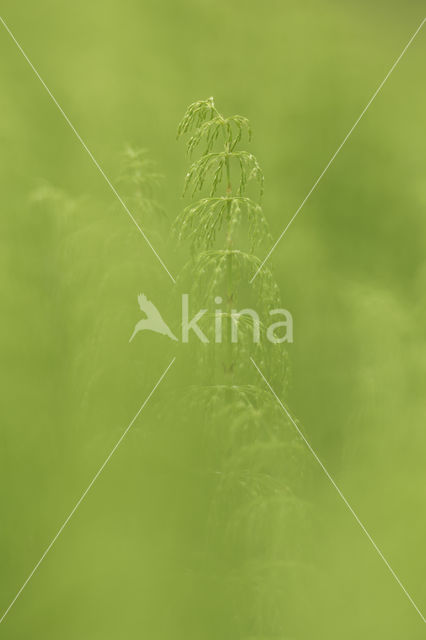 Wood Horsetail (Equisetum sylvaticum)