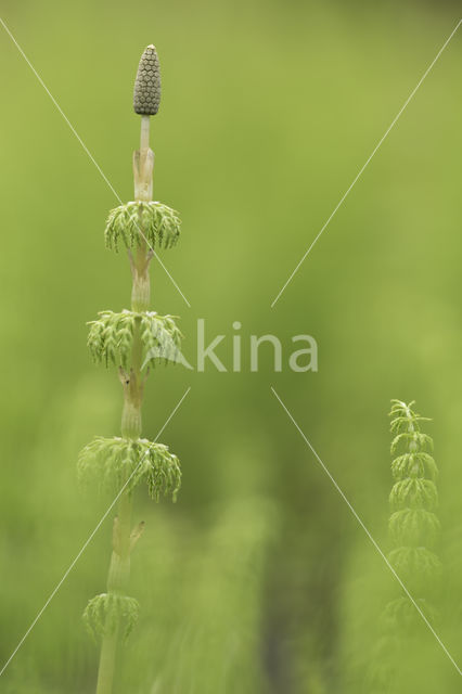 Bospaardenstaart (Equisetum sylvaticum)