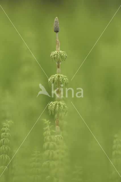 Wood Horsetail (Equisetum sylvaticum)