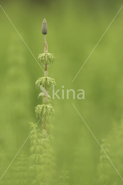 Wood Horsetail (Equisetum sylvaticum)