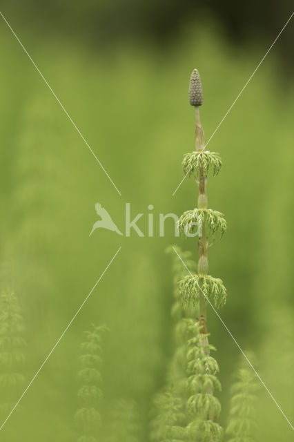 Bospaardenstaart (Equisetum sylvaticum)