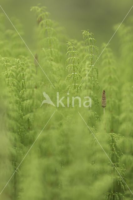 Bospaardenstaart (Equisetum sylvaticum)