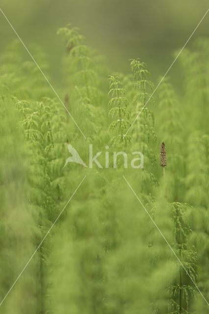 Wood Horsetail (Equisetum sylvaticum)