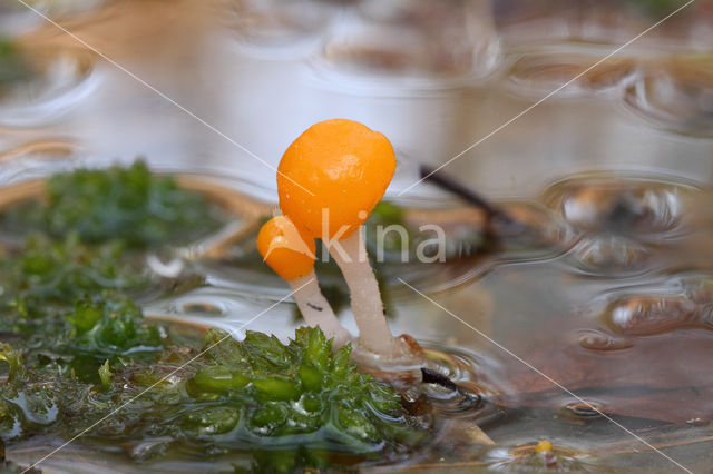 Beekmijtertje (Mitrula paludosa)