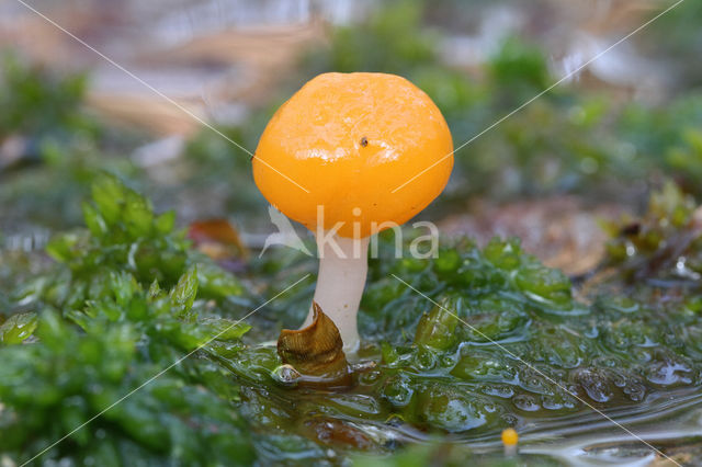 bog beacon (Mitrula paludosa)