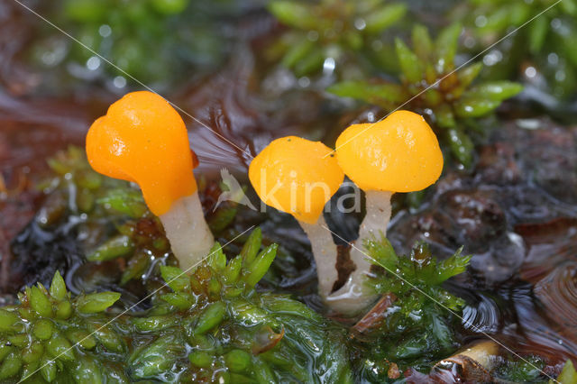 bog beacon (Mitrula paludosa)