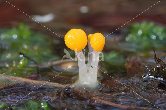 Beekmijtertje (Mitrula paludosa)