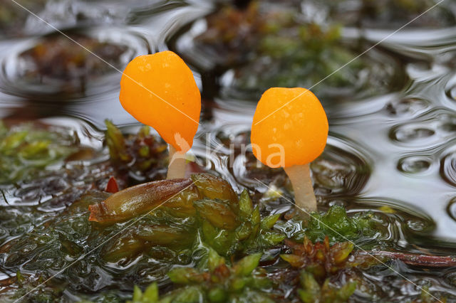 bog beacon (Mitrula paludosa)