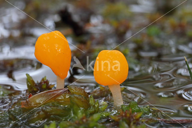 bog beacon (Mitrula paludosa)