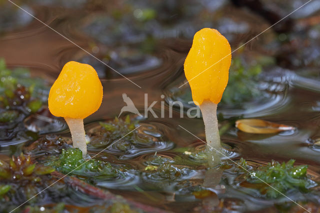 Beekmijtertje (Mitrula paludosa)