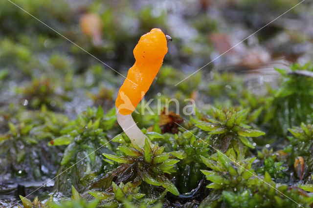 bog beacon (Mitrula paludosa)