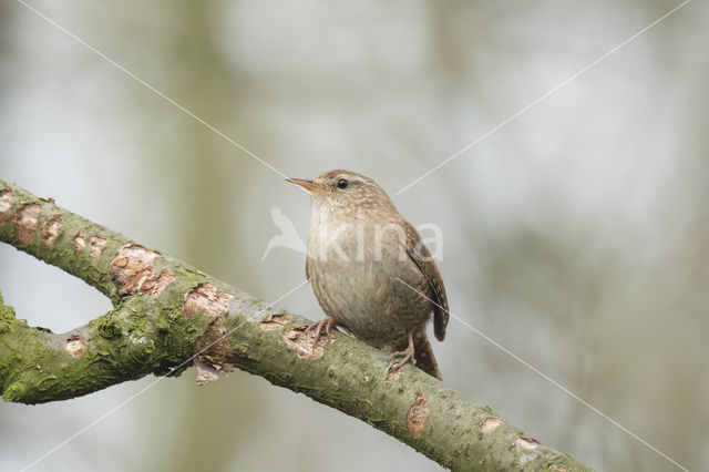 Wren (Troglodytes troglodytes)