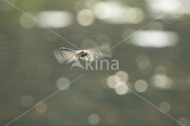 Paardenbijter (Aeshna mixta)