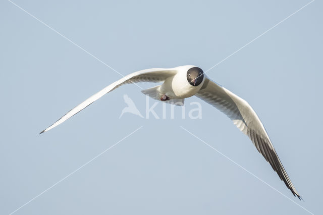 Black-headed Gull (Larus ridibundus)