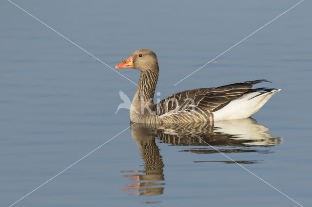 Grey Lag-Goose (Anser anser)