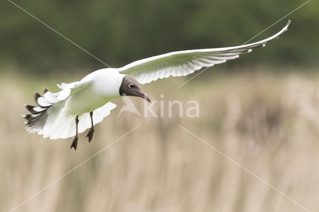 Black-headed Gull (Larus ridibundus)