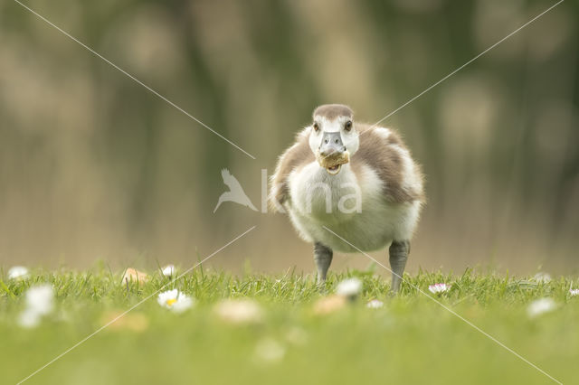 Egyptian Goose (Alopochen aegyptiaca)