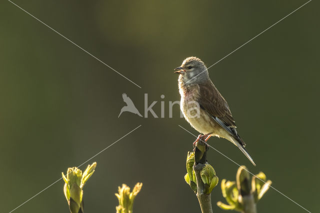 Kneu (Carduelis cannabina)