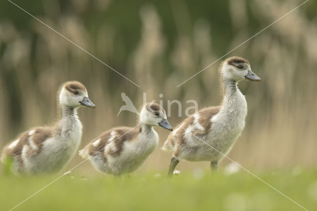 Egyptian Goose (Alopochen aegyptiaca)