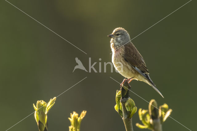 Eurasian Linnet (Carduelis cannabina)