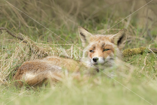 Fox (Vulpes vulpes)